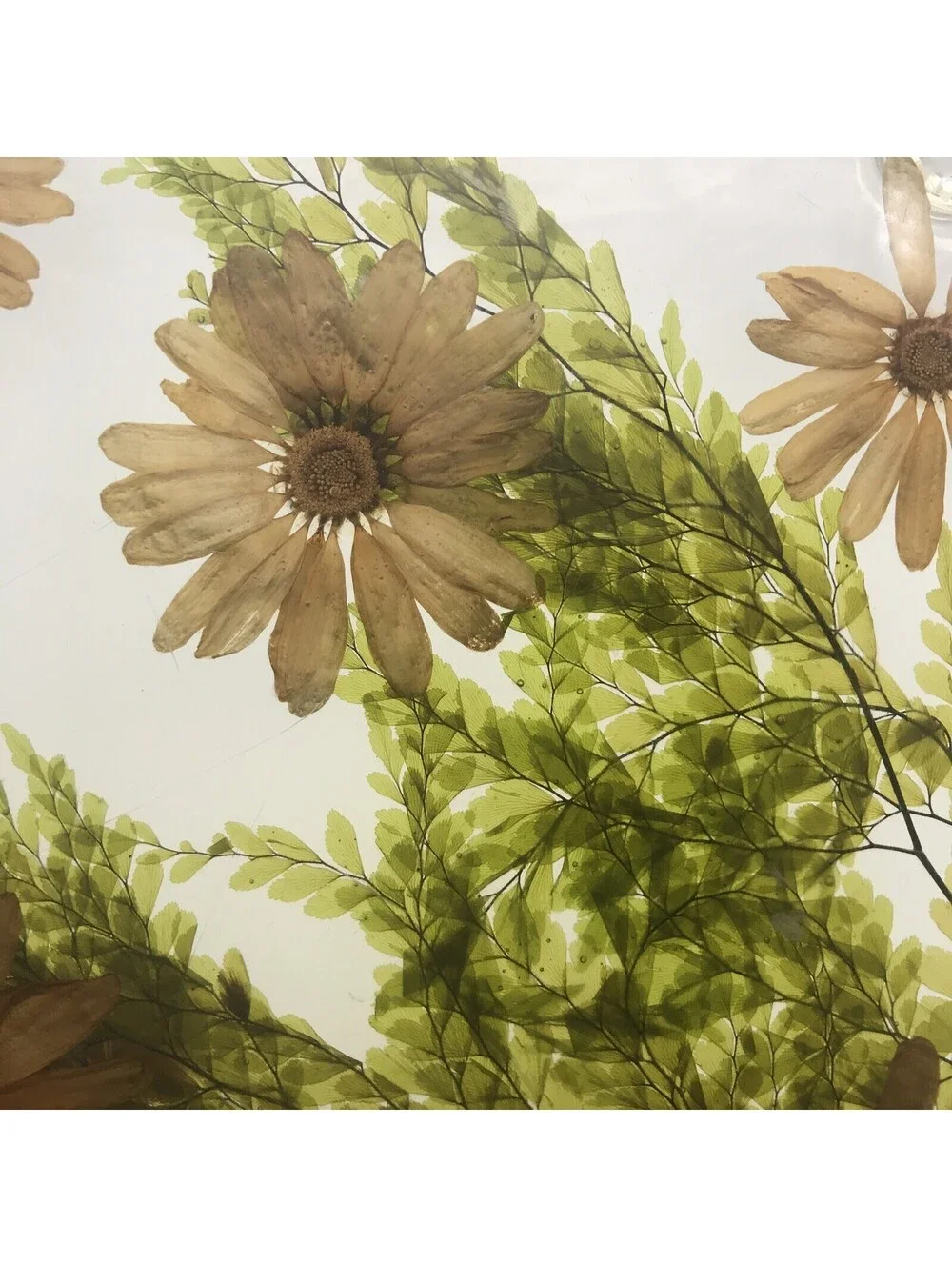 Vintage Acrylic Resin Trivet Daisy Fern Dried Flowers 7.75” Square MCM Footed